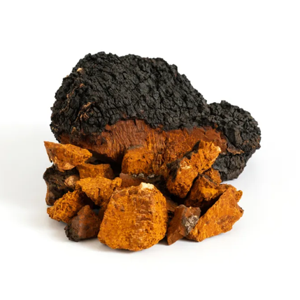 Chaga Mushroom