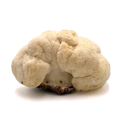 Lion’s Mane Mushroom